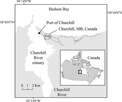 Beluga (Delphinapterus leucas) response to personal watercraft and motorized whale watching vessels in the Churchill River estuary